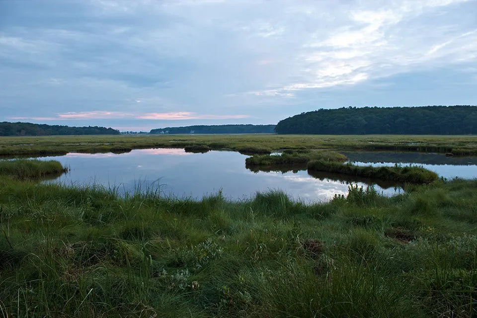 Delivery - Rachel Carson and Chauncey Creek Confluence