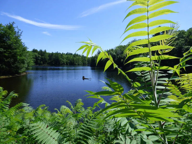 Delivery - Scituate Pond Landing and Trails Area